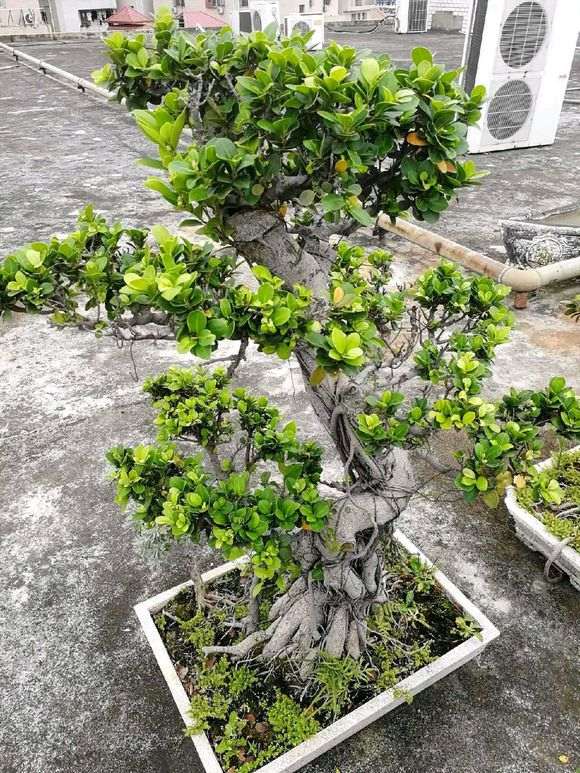 这棵榕树下山桩多少价钱合适 2800贵吗