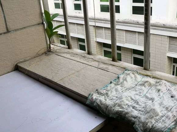 在阳台长棵榕树盆景 有什么风水影响