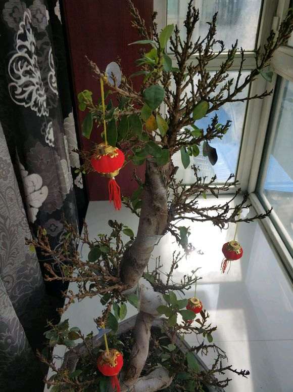 榕树下山桩叶子快掉光了 怎么办 图片
