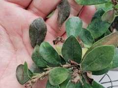 榕树下山桩叶子快掉光了 怎么办 图片