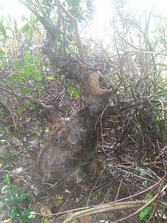 榕树下山桩 目测二十多斤 可以吗 图片