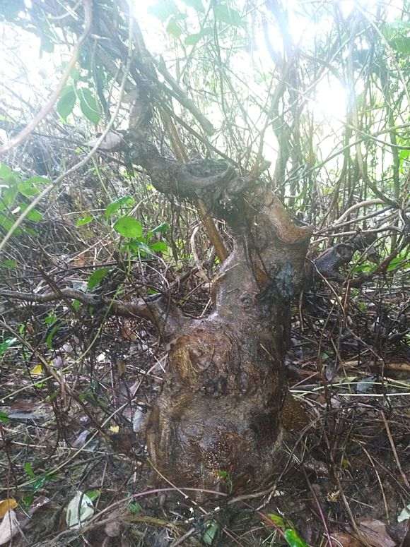 榕树下山桩 目测二十多斤 可以吗 图片