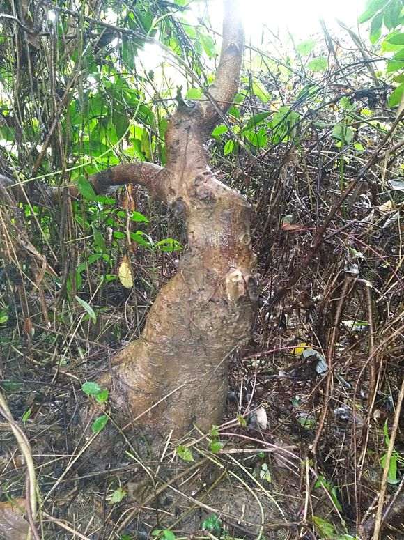 榕树下山桩 目测二十多斤 可以吗 图片