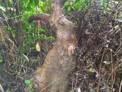 榕树下山桩 目测二十多斤 可以吗 图片