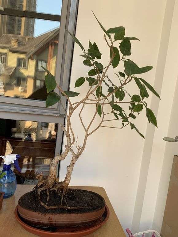 养了十年的老榕树下山桩 该怎样修剪