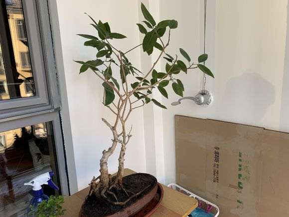 养了十年的老榕树下山桩 该怎样修剪