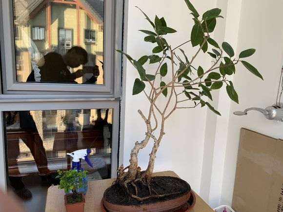 养了十年的老榕树下山桩 该怎样修剪