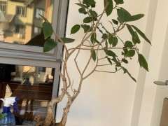 养了十年的老榕树下山桩 该怎样修剪