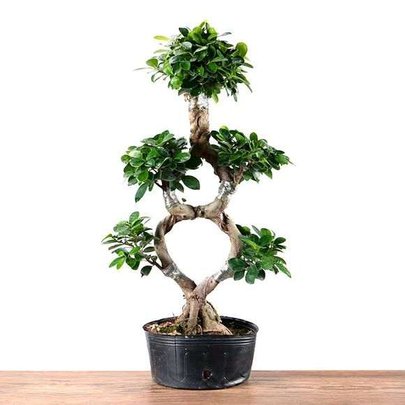 这种造型的榕树下山桩有人养吗 图片