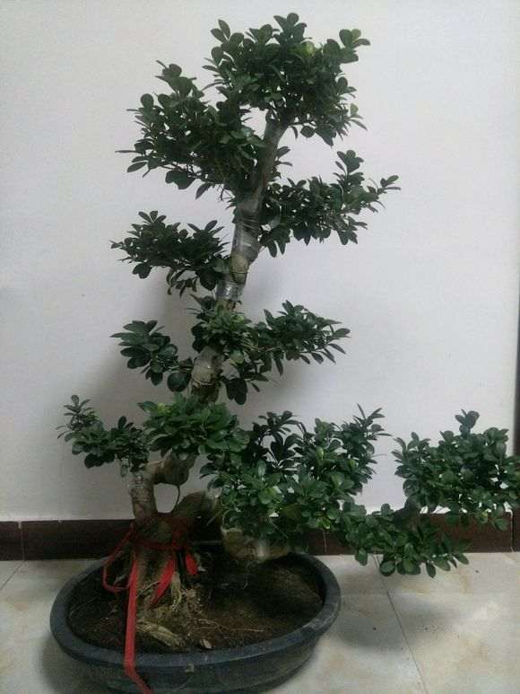 这种造型的榕树下山桩有人养吗 图片