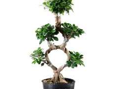 这种造型的榕树下山桩有人养吗 图片