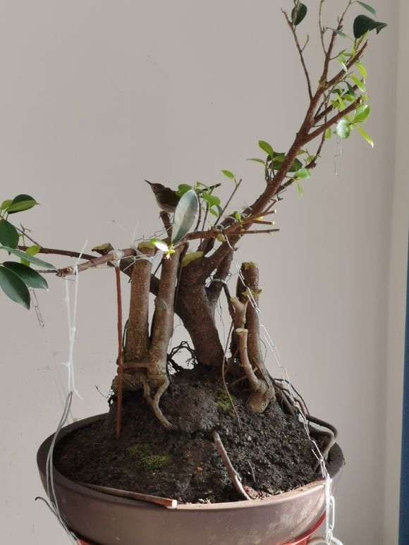 榕树下山桩个人制作慢慢发芽了 图片