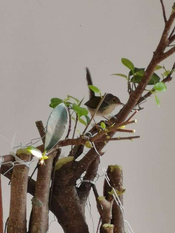 榕树下山桩个人制作慢慢发芽了 图片