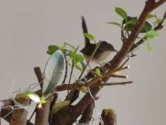 夏天榕树下山桩快死了怎么办 图片