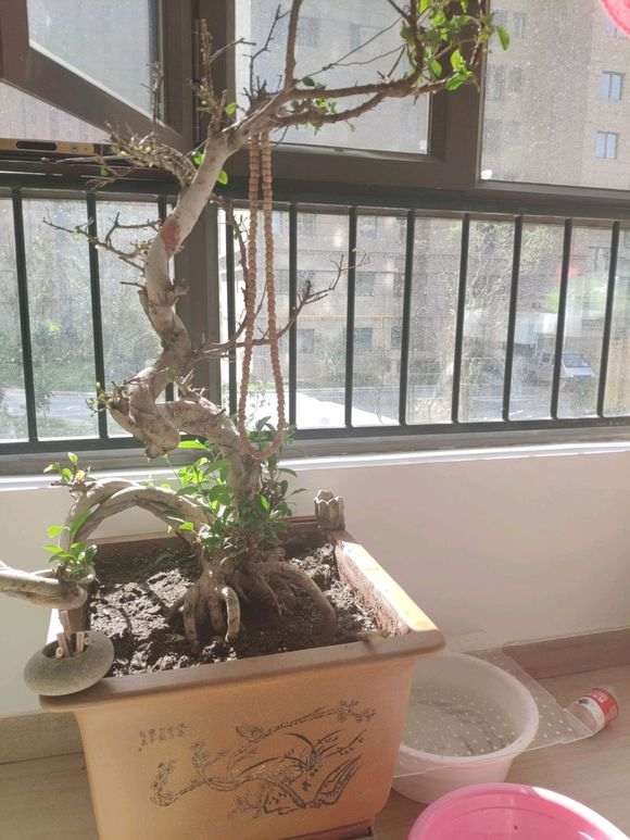 一棵榕树下山桩 请问要怎么养 怎么修剪