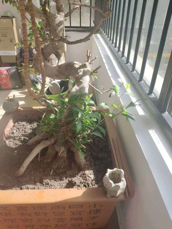 一棵榕树下山桩 请问要怎么养 怎么修剪