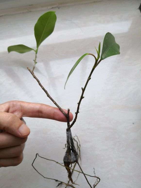 两颗榕树下山桩泡下生根粉 晚上移栽