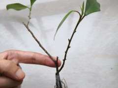 两颗榕树下山桩泡下生根粉 晚上移栽