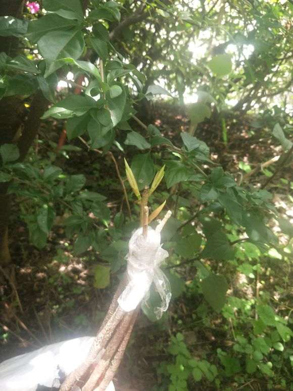 嫁接的榕树下山桩可以活吗 图片