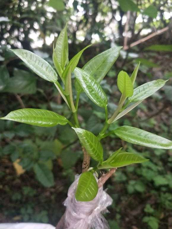 嫁接的榕树下山桩可以活吗 图片