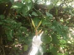 嫁接的榕树下山桩可以活吗 图片