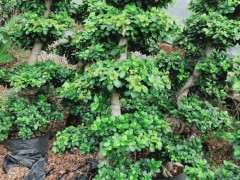 为什么春季嫁接榕树下山桩最好 图片