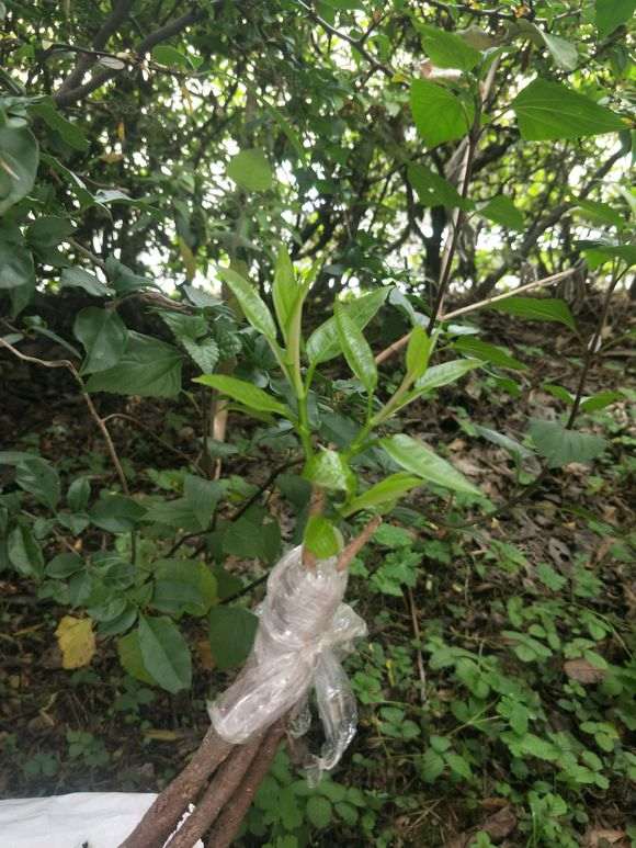 榕树下山桩一直枯死 芽变黑的3个原因