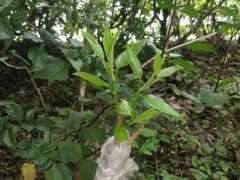 榕树下山桩一直枯死 芽变黑的3个原因