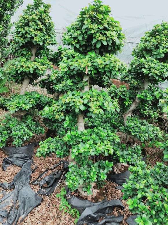 我买的榕树下山桩遇到了5个问题 怎么办