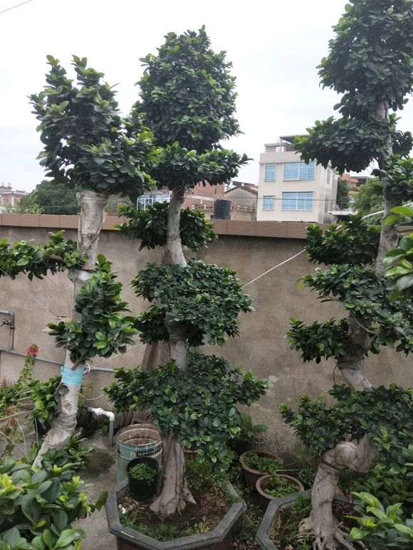 我买的榕树下山桩遇到了5个问题 怎么办