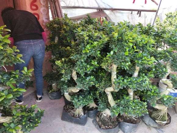 我买的榕树下山桩遇到了5个问题 怎么办