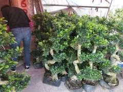 我买的榕树下山桩遇到了5个问题 怎么办