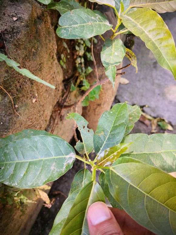 这是大叶榕树下山桩吗 图片