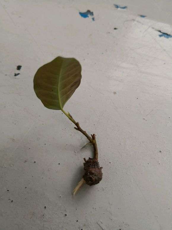 这是大叶榕树下山桩吗 图片