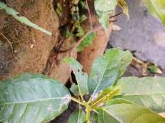 这是大叶榕树下山桩吗 图片