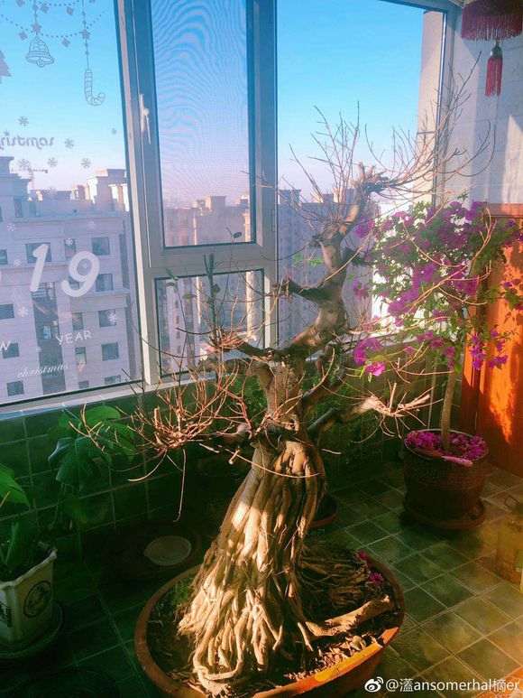 我的榕树下山桩死了吗 怎么救活 图片