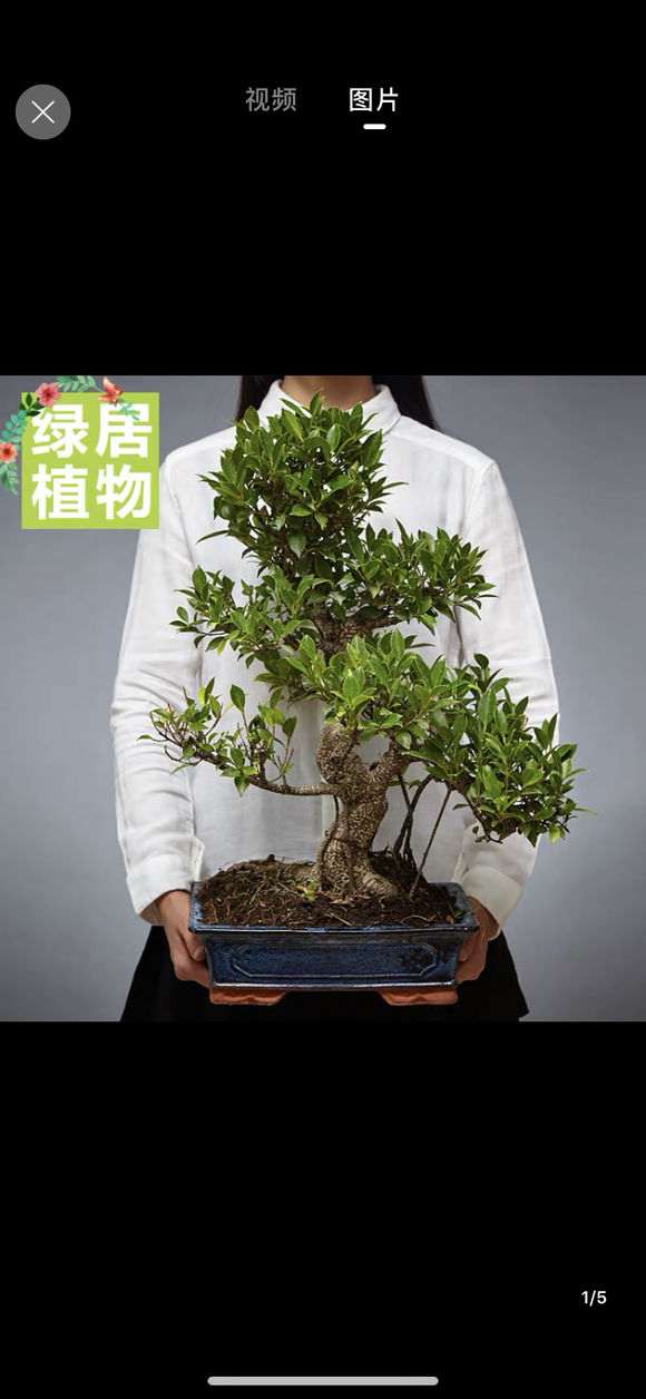 台湾榕树下山桩是不是都是嫁接的 图片