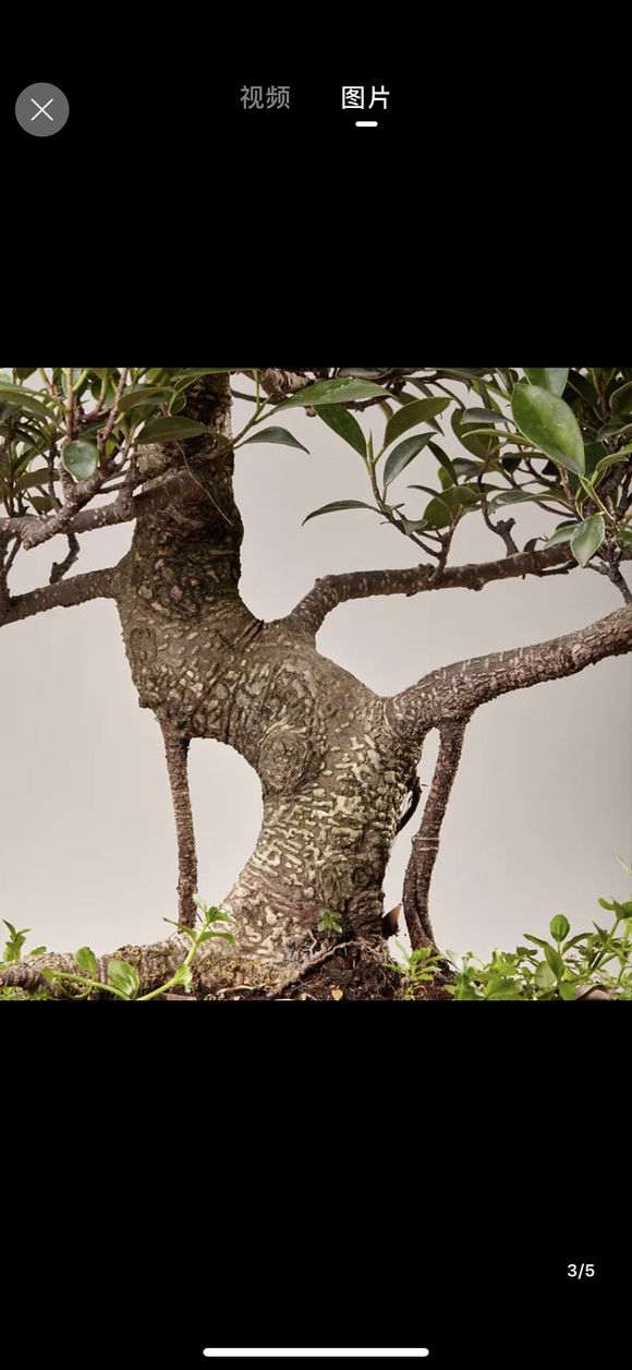 台湾榕树下山桩是不是都是嫁接的 图片