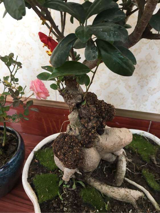 榕树下山桩上长得什么东西 图片