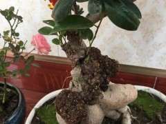 榕树下山桩上长得什么东西 图片