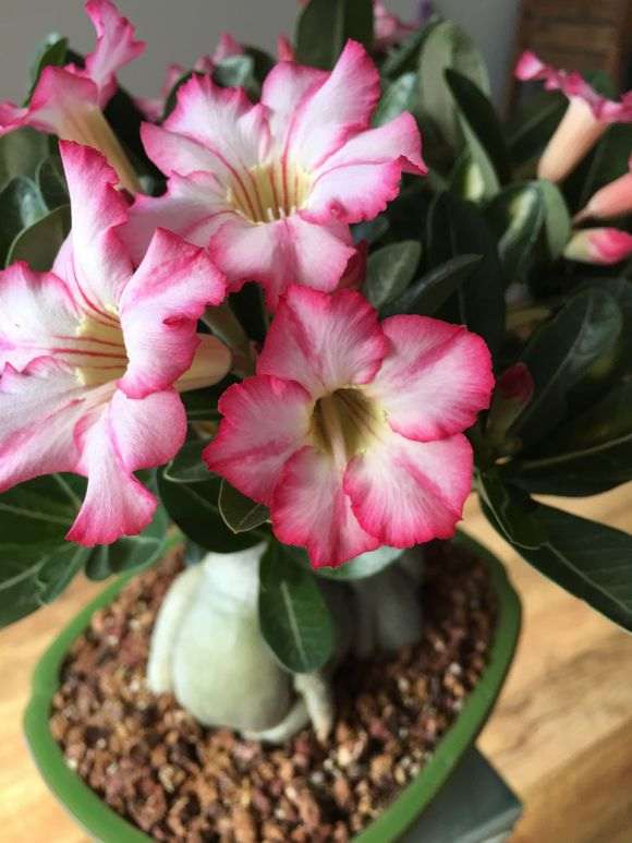 我的榕树下山桩终于开花了 图片