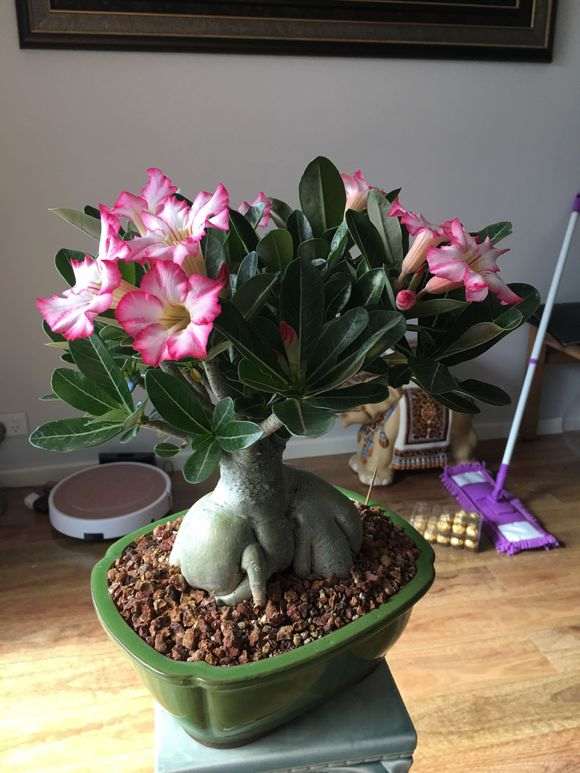 我的榕树下山桩终于开花了 图片