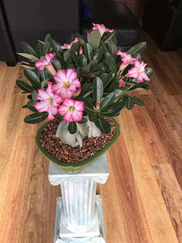 我的榕树下山桩终于开花了 图片