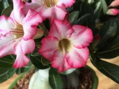 我的榕树下山桩终于开花了 图片