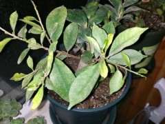 小榕树下山桩叶片问题 大神给看看 图片