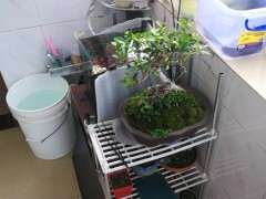 榕树下山桩为啥每天掉很多叶子 怎么办