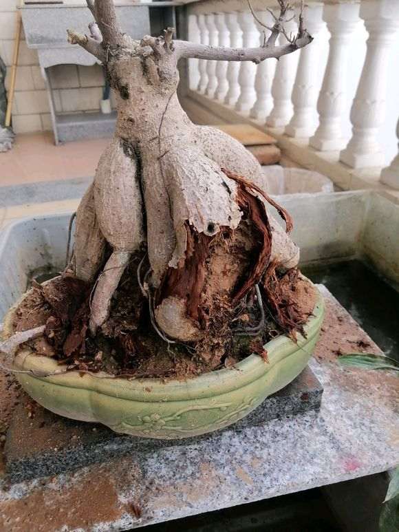 二十年的老榕树下山桩了枯了 怎么办