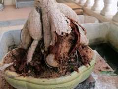 二十年的老榕树下山桩了枯了 怎么办