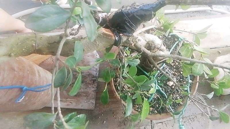 榕树下山桩怎么靠接的方法 图片