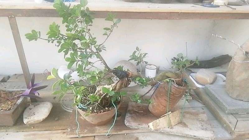 榕树下山桩怎么靠接的方法 图片